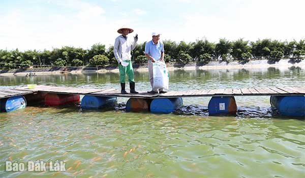 ‘Vua cá’ trên sông Sêrêpốk