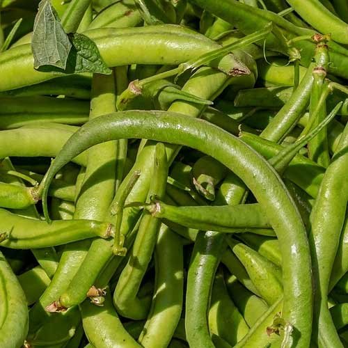 Chất xơ – Kẻ lập dị bất trị, người hùng thầm lặng và chuyên gia dọn dẹp đa tài của hệ tiêu hóa