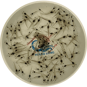 Tại sao nên gièo tôm trước khi thả nuôi?