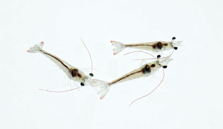 Chỉ số tỷ lệ giữa cơ và ruột ở đốt bụng thứ 6 đạt bao nhiêu thì được coi là tôm giống khỏe mạnh?