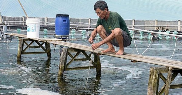 Giải pháp kỹ thuật nuôi tôm  theo hướng bền vững