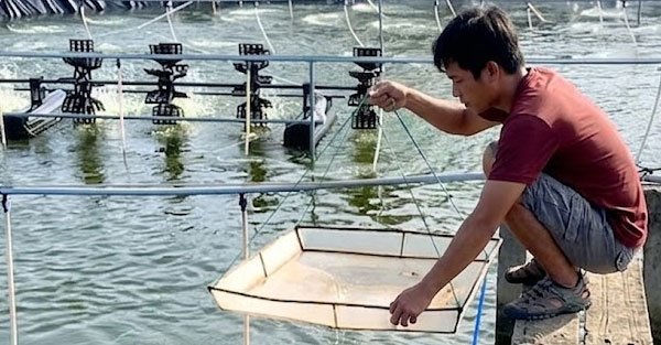Làm giàu bằng nuôi tôm sạch và bền vững
